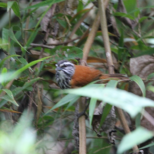 Inca Wren (Pheugopedius eisenmanni)