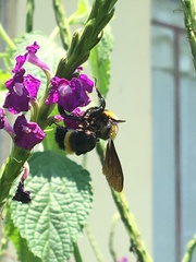 Bombus transversalis