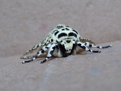 Lichnoptera decora