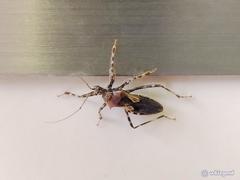 Acanthaspis westermanni