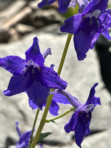 Rockslide Larkspur (Delphinium glareosum)