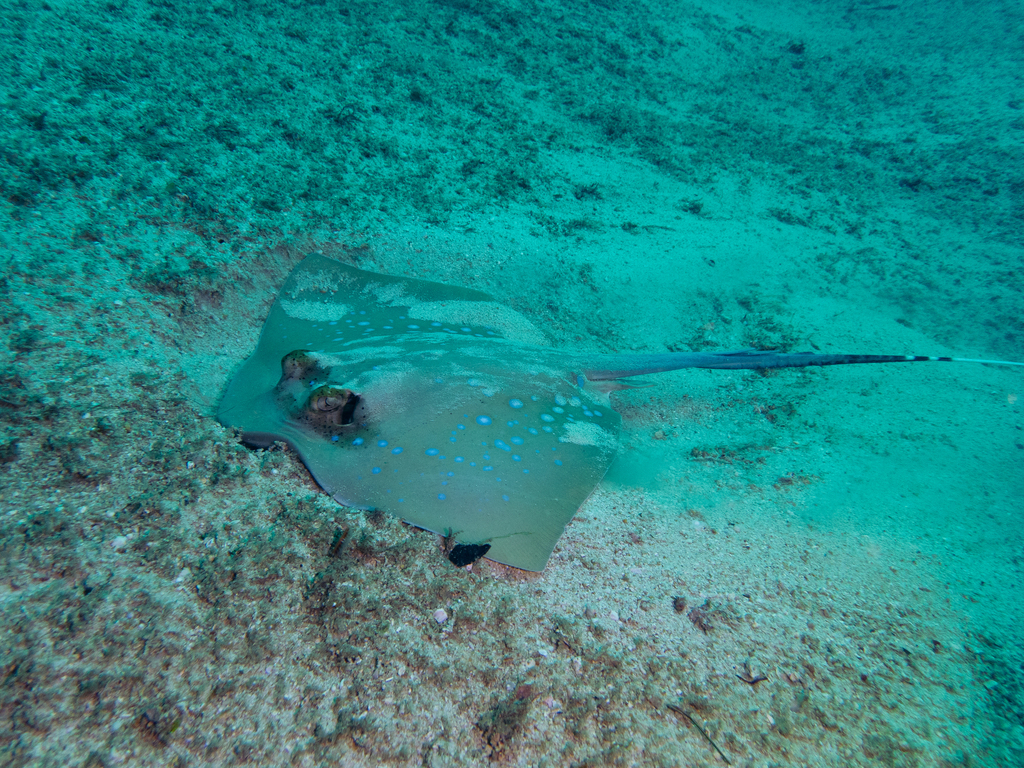 Blue-spotted maskray swimming over rubble