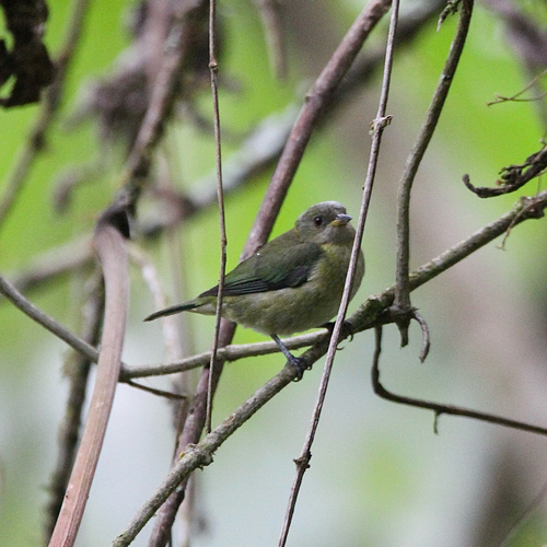 Golden-collared Honeycreeper (Iridophanes pulcherrimus), photo 6