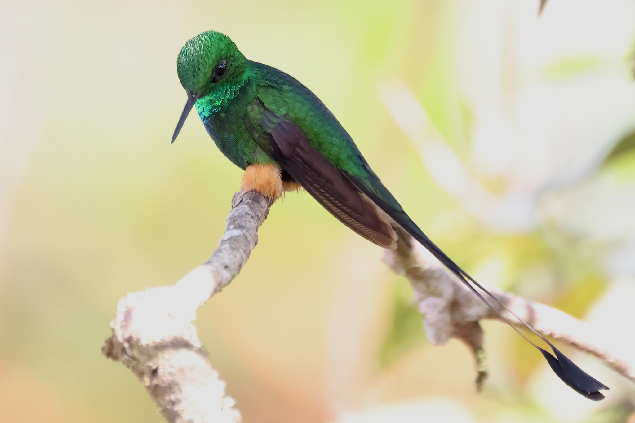 Peruvian Racket-tail (Ocreatus peruanus), photo 4
