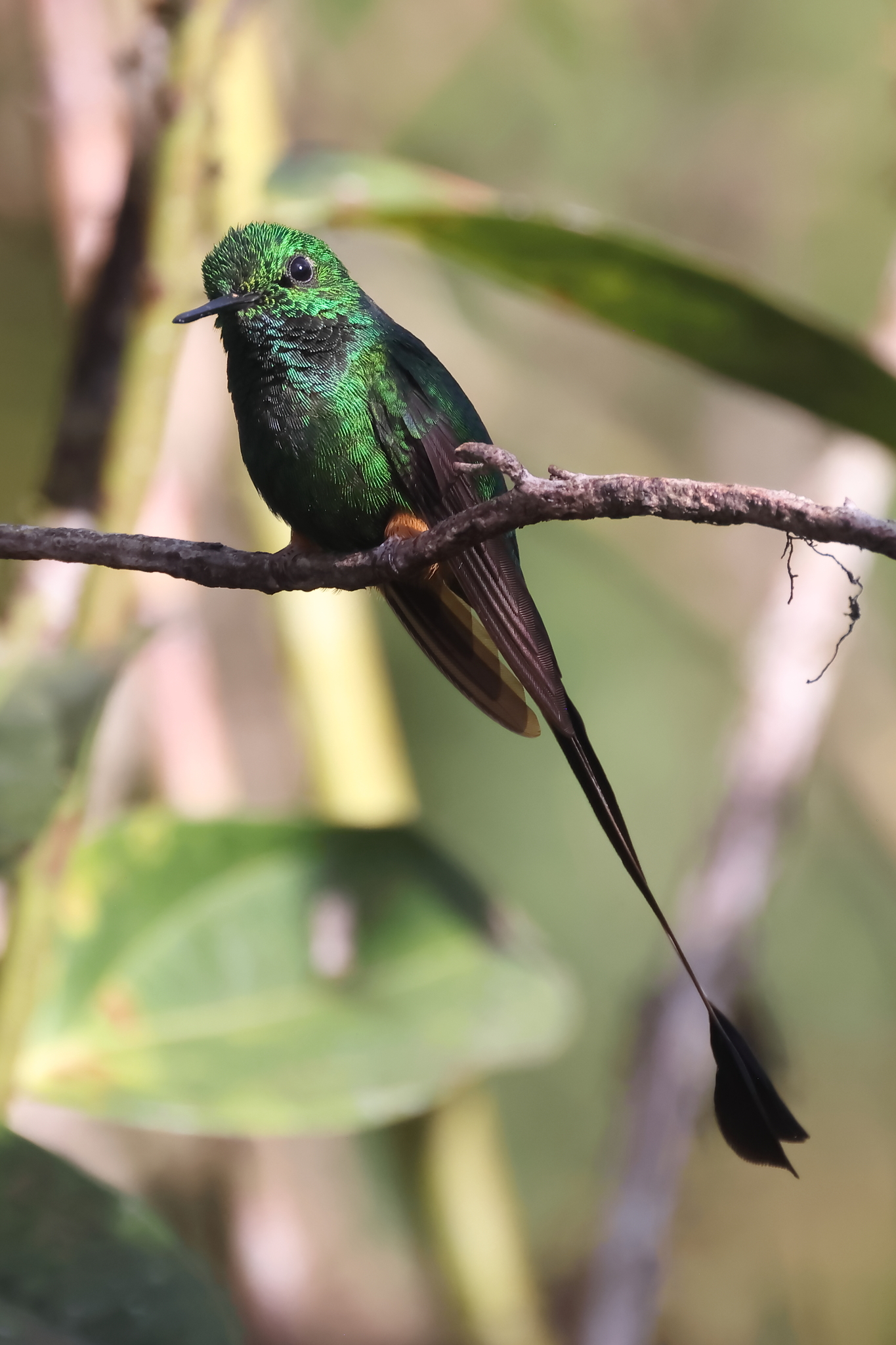 Peruvian Racket-tail (Ocreatus peruanus), photo 3