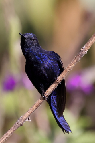 Royal Sunangel (Heliangelus regalis), photo 6