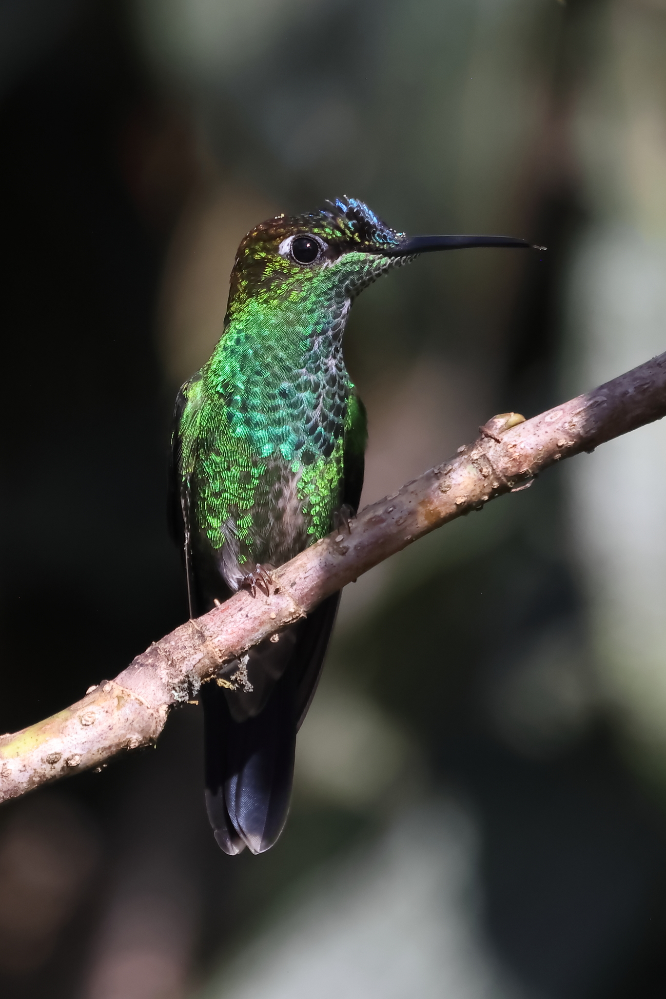 Violet-fronted Brilliant (Heliodoxa leadbeateri), photo 3