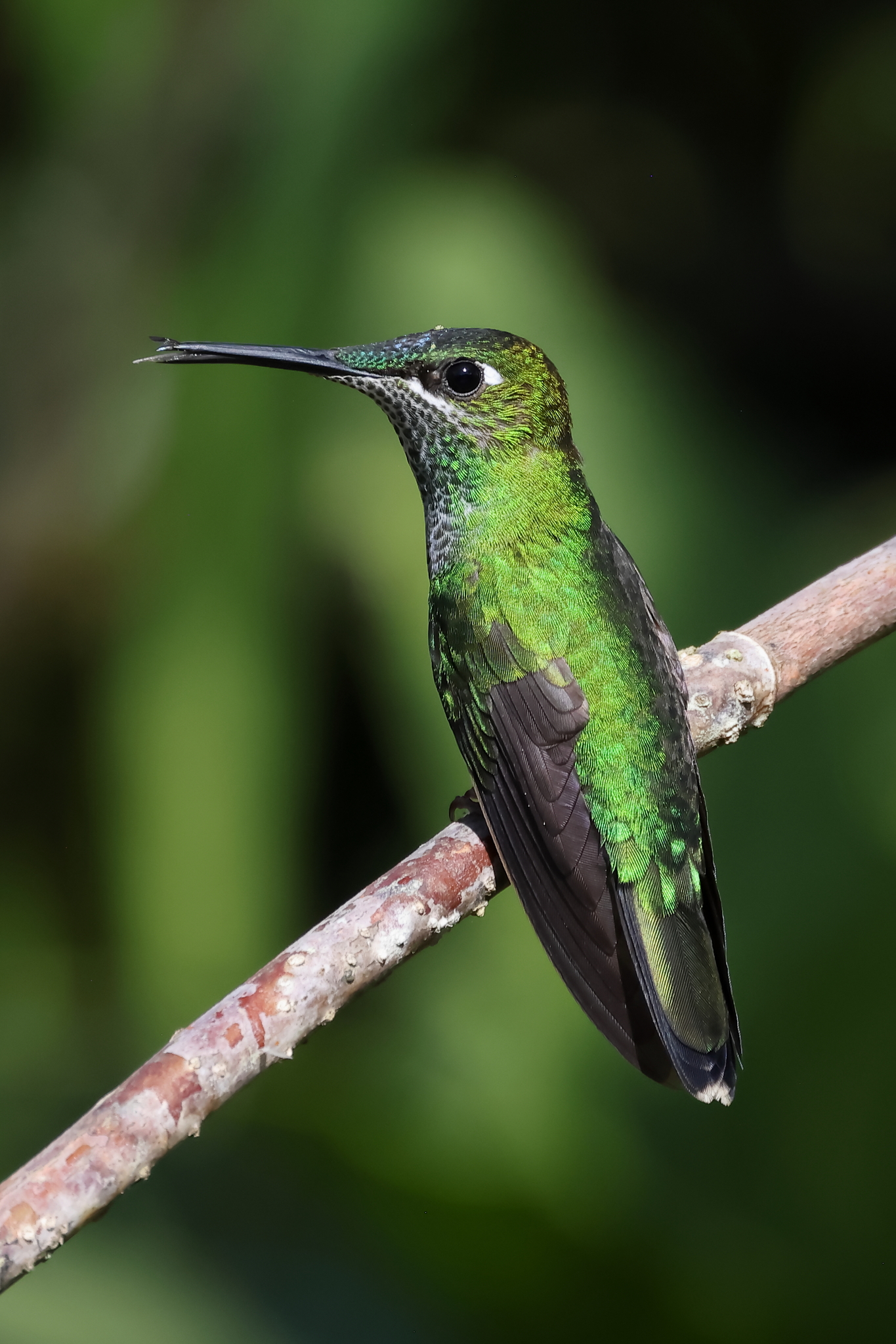 Many-spotted Hummingbird (Taphrospilus hypostictus), photo 1