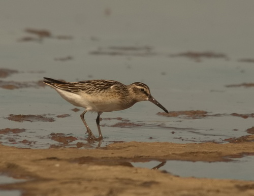 Correlimos falcinelo (Calidris falcinellus)