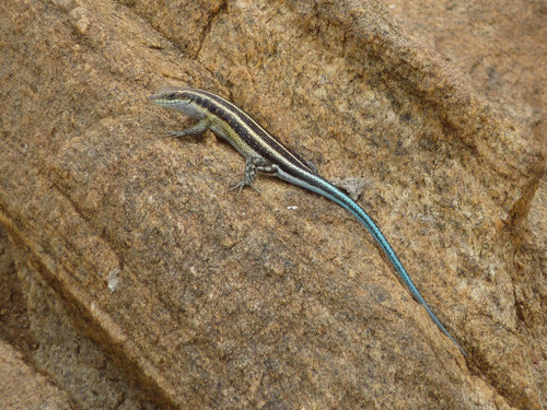 Rainbow Skink