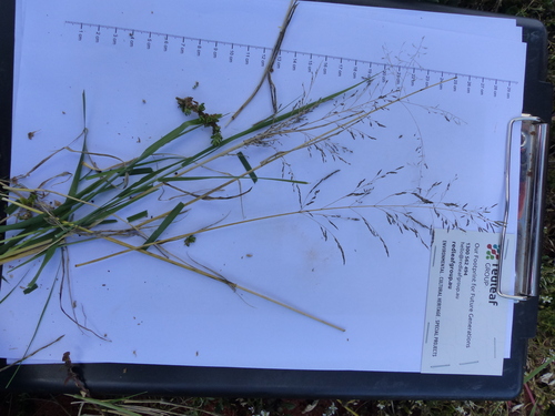Eragrostis parviflora observed 2025-08-12