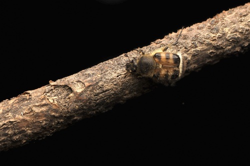 Lasiotrichius succinctus