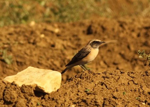 Collalba rubia oriental (Oenanthe melanoleuca)