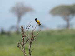 Fire-Fronted Bishop photo 1