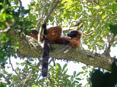 Varecia rubra