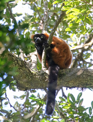Varecia rubra