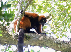 Varecia rubra