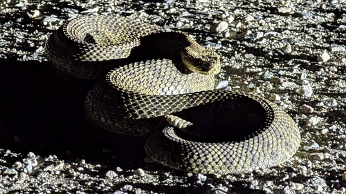iNaturalist observation 2025-08-13