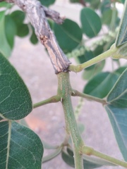 Leptolobium dasycarpum