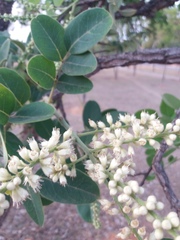 Leptolobium dasycarpum