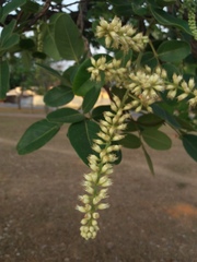 Leptolobium dasycarpum