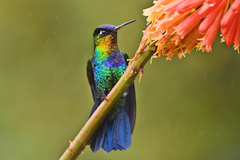 Fiery-Throated Hummingbird photo 5