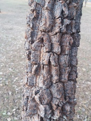 Leptolobium dasycarpum