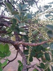 Leptolobium dasycarpum