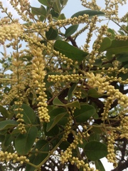 Leptolobium dasycarpum