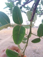 Leptolobium dasycarpum