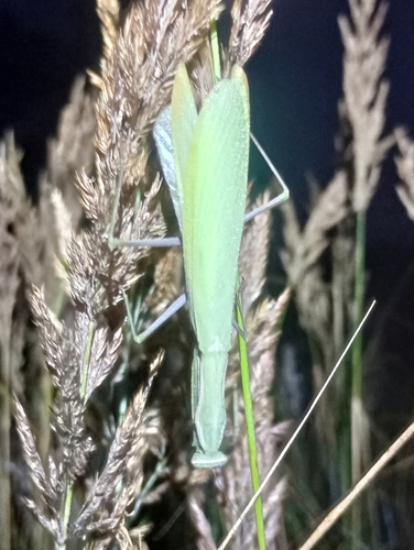European Mantis