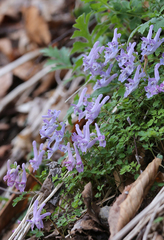 Corydalis lineariloba