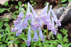 Corydalis lineariloba