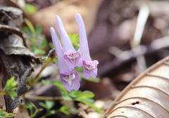 Corydalis lineariloba