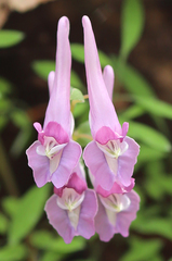 Corydalis lineariloba