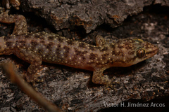 Phyllodactylus bordai