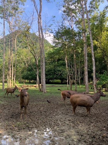 Sambar