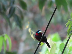 Cymbirhynchus macrorhynchos