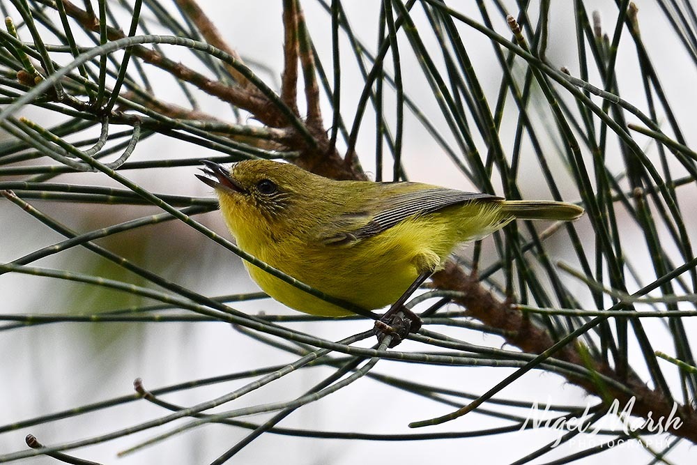 Acanthiza nana Vigors & Horsfield, 1827