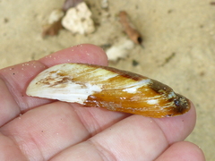 Arcida