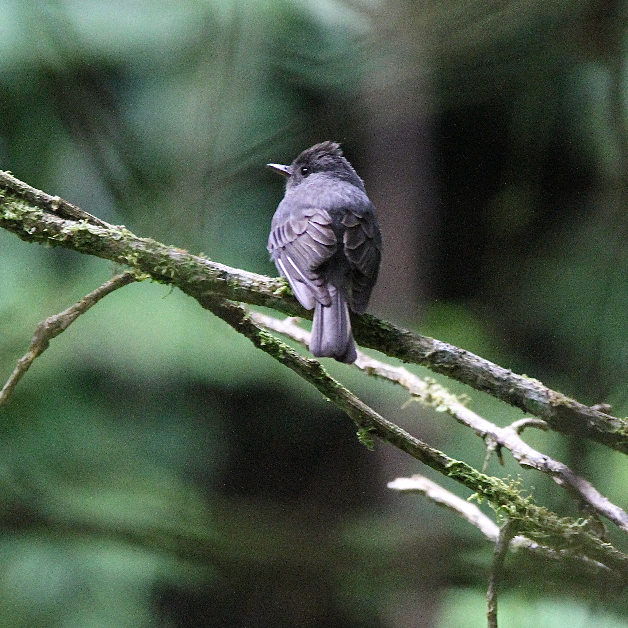Smoke-colored Pewee (Contopus fumigatus), photo 9