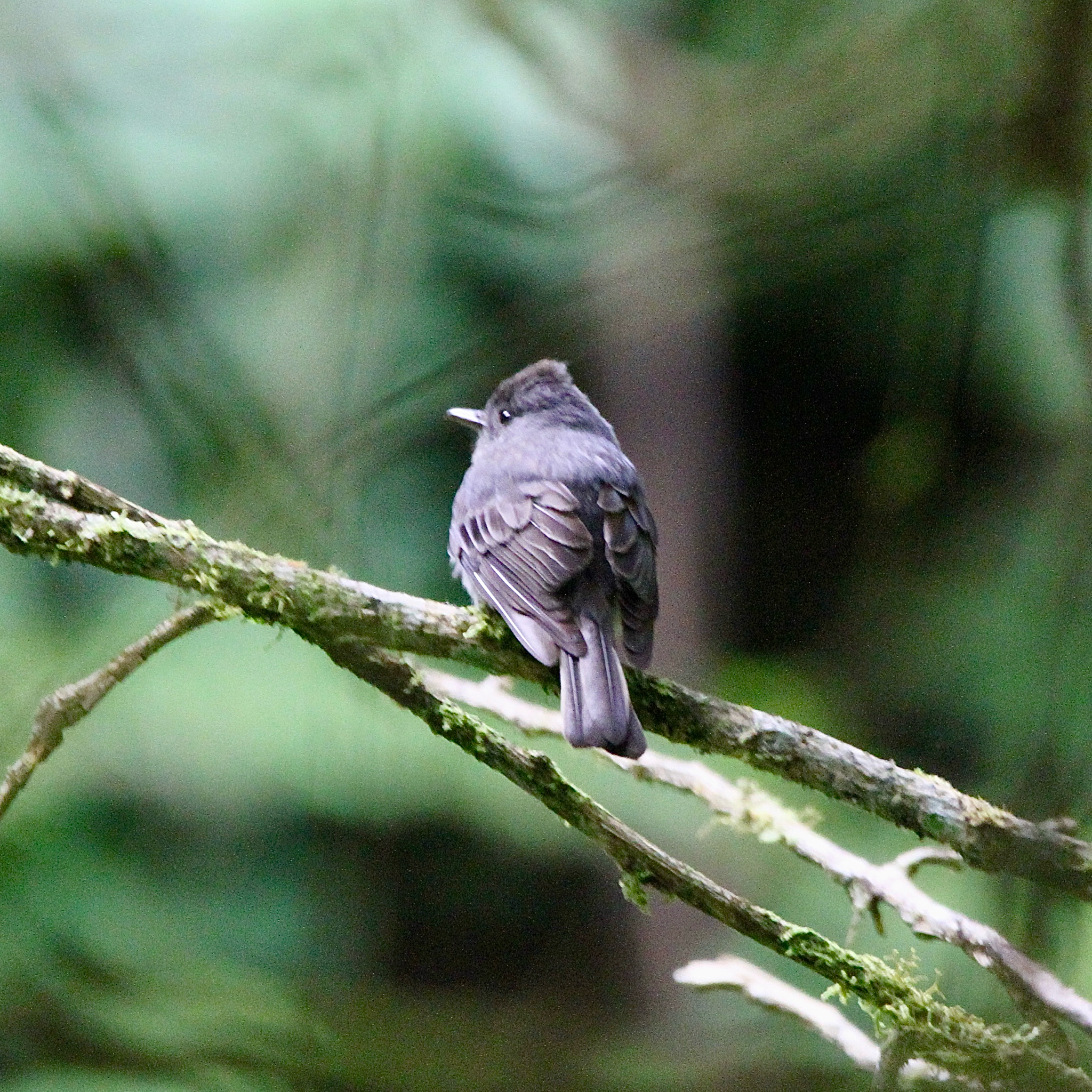 Smoke-colored Pewee (Contopus fumigatus), photo 10