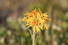 Tephroseris lindstroemii