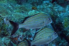 Haemulon carbonarium