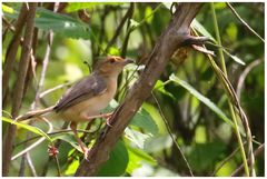 Cisticola erythrops