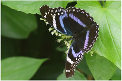 Hypolimnas antevorta