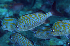 Haemulon carbonarium