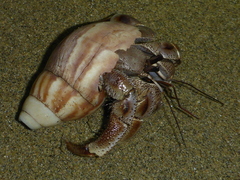 Coenobita violascens