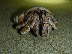 Coenobita violascens