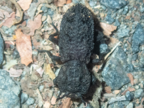 iNaturalist observation photo of Diabolical Ironclad Beetle